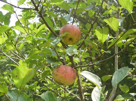Fruit trees are grown in a variety of shapes, sometimes to please the eye but mainly to encourage fruit production. Hidden Springs Nursery