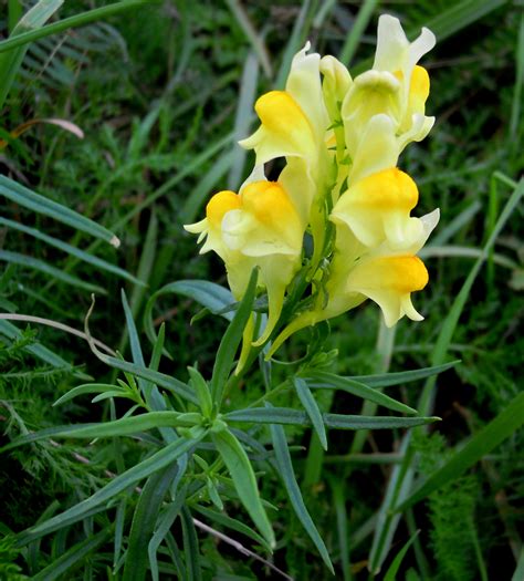 Linaria vulgaris|butter-and-eggs; yellow toadflax|Scrophulariaceae