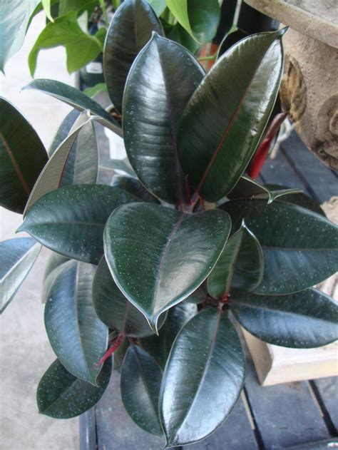 Photo Of The Entire Plant Of Rubber Tree Ficus Elastica Chroma