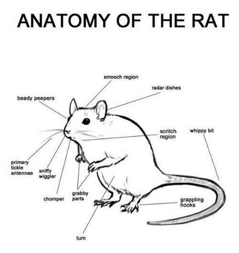 Rat Anatomy Diagram Explore Organs And Anatomy Diagram