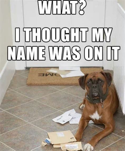 28 Best Boxer Dog Memes Of All Time Page 4 The Paws