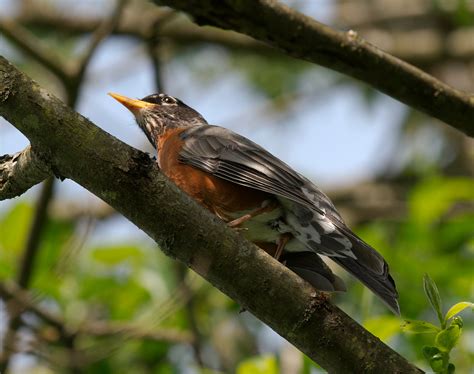 View map of three three robin. File:American Robin in tree at Marymoor Park.jpg - Wikipedia