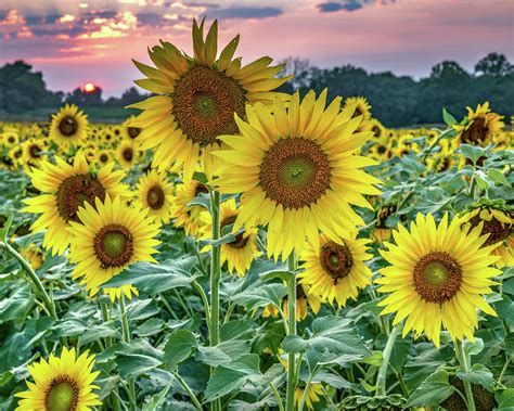 Wild Kansas Sunflowers At Sunset Photograph By Gregory Ballos Pixels