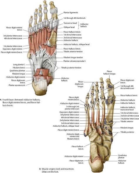 Dorsum Foot Anatomy