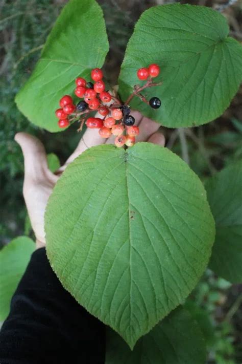 50 Edible Wild Berries And Fruits ~ A Foragers Guide