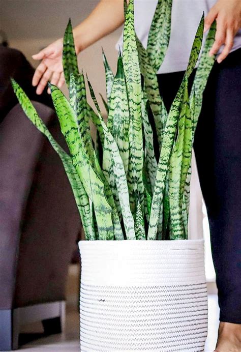 Snake Plant Care And 5 Amazing Benefits Of Sansevieria A Piece Of Rainbow