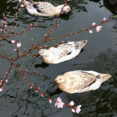 Beautiful DIY backyard pond/duck pond. This helpful article answers