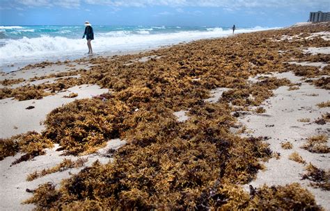 Sargassum In The Riviera Maya This Year Expected To Nearly Double