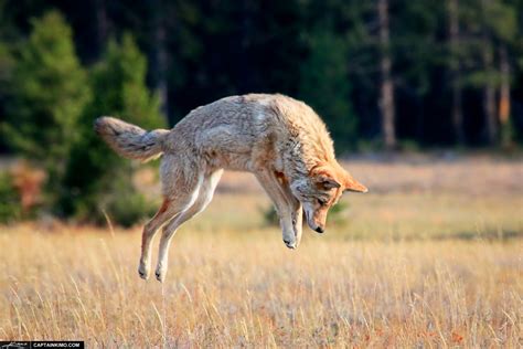 Coyote on the Hunt Pouncing for Prey at Yellowstone National Park