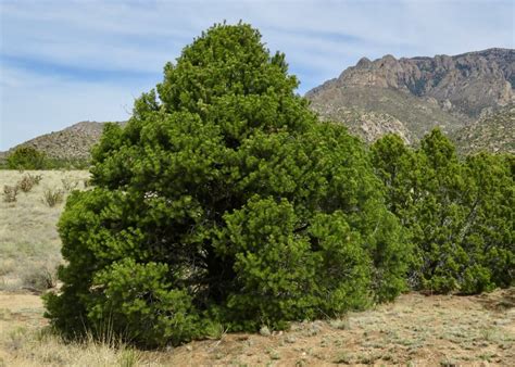 10 New Mexico State Tree Facts