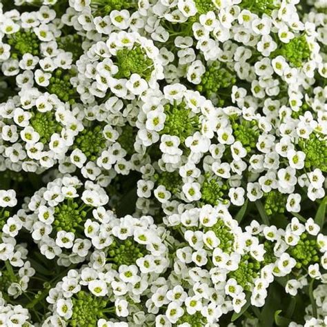 Lobularia Maritima Sweet Alyssum