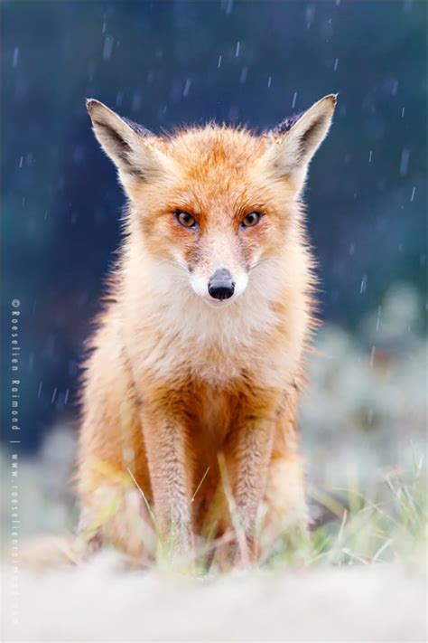 Foxes By Roeselien Raimond List
