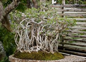 In order to accomplish this the roots must grow into new regions of the soil. Ficus Bonsai Tree with Entangled Root System | ClipPix ETC ...