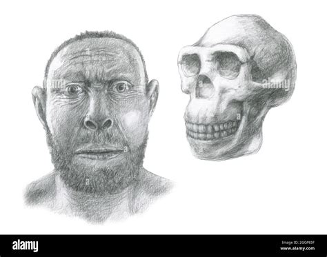 Homo Erectus Schädels Und Gesichts Rekonstruktion Homo Erectus Lebte