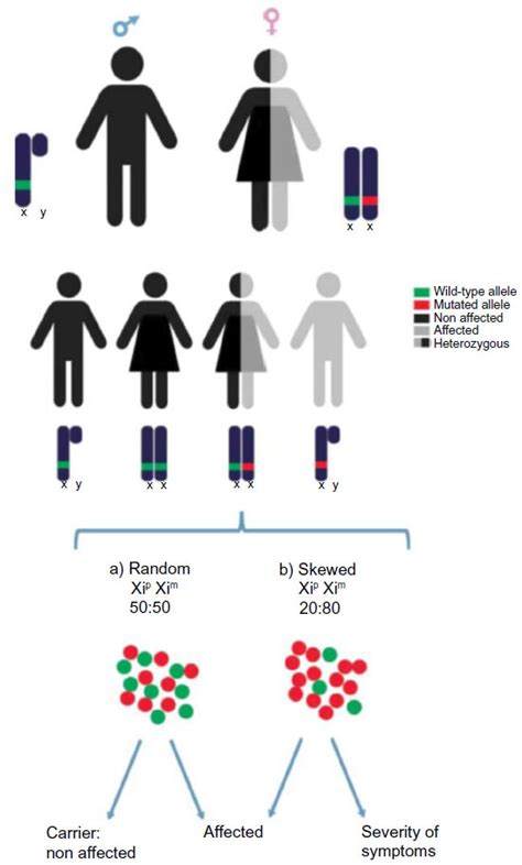 Exfiddscoot • Blog Archive • X Chromosome Inactivation Counting Choice
