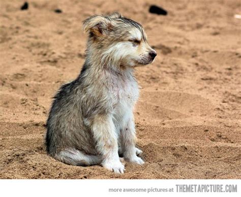 Funny Baby Wolf Picture
