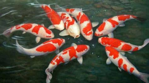 Ikan hias air tawar merupakan berbagai jenis ikan hias yang habitat aslinya berada pada air tawar seperti danau, waduk, dan sungai. Blog Jenis Ikan: 5 Jenis Ikan Hias Air Tawar dan ...