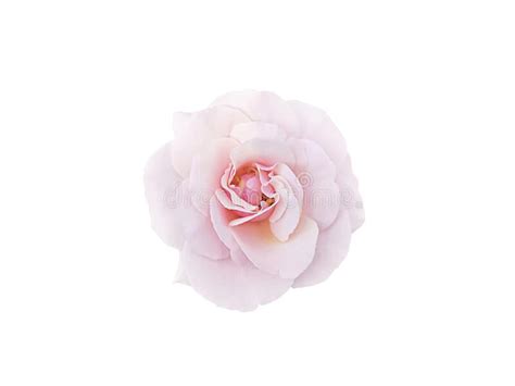 Light Pink Rose Blossom On White Background Stock Photo Image Of