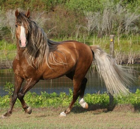Puerto Rican Paso Fino Stallion Horses Palomino Horse Beautiful Horses