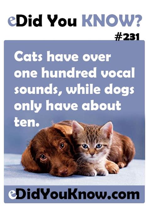 Cats Have Over One Hundred Vocal Sounds While Dogs Only