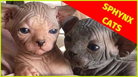 Sphynx Cats Cutest Sphynx Cats Clips Youtube