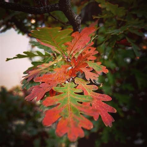 Our margarita menu is second to none and so important to us that we've named our restaurant in it's honor. Red edges on Autumn Oak Leaves Columbia Missouri We dont ...