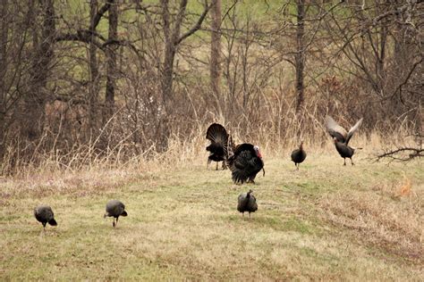 Wild Turkey In Spring Free Stock Photo Public Domain Pictures
