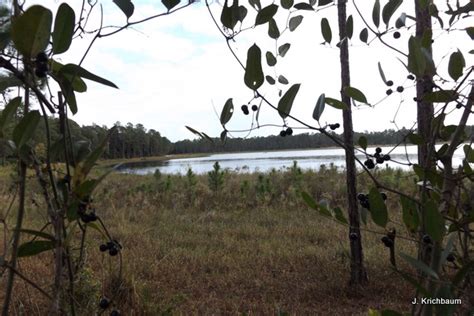 Clearwater Lake Recreation Area Campground Paisley Florida Womo
