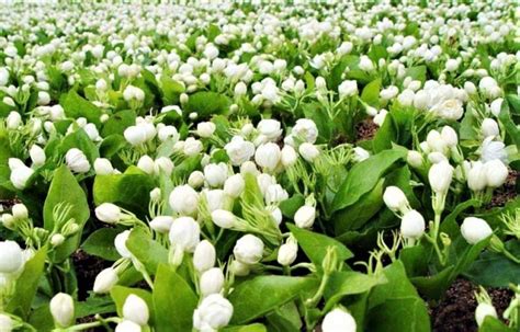 Price Of Madurai Jasmine Flower Skyrocket To Rs 4000 Per Kg