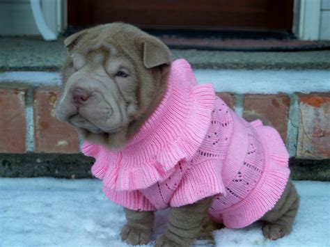 Our shar pei puppies sell quickly!** it's a pleasure meeting so many wonderful people who became my lifelong friends. Shar Pei puppy. www.TheBigWRanch.com | Lilac colored toy ...