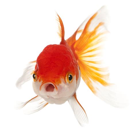 Is My Goldfish Really Happy Companion Consultancy