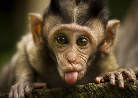 Download Indian Monkey Funny For Windows Wallpaper Wallpaperlepi By
