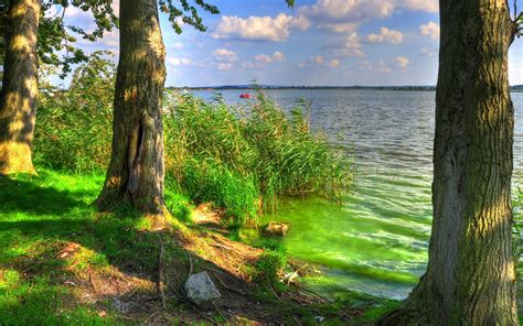 Green Shore With Trees Hd Wallpaper