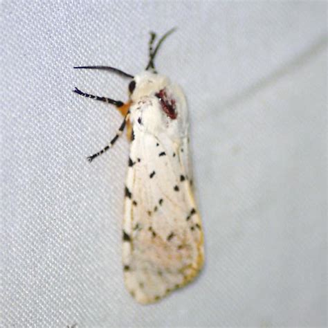 8131 Salt Marsh Moth Estigmene Acrea BugGuide Net