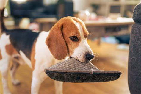 Slippers Dog Stock Photos Pictures And Royalty Free Images Istock