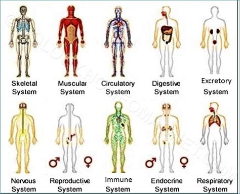 Major Organ Systems Of The Human Body Chart