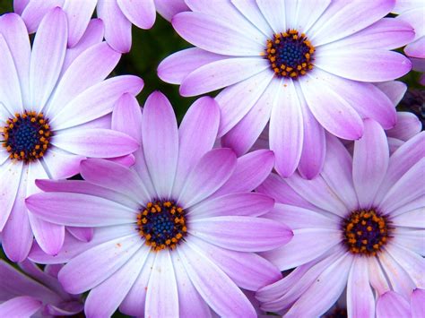 Gambar Bunga Warna Purple Gambar Bunga