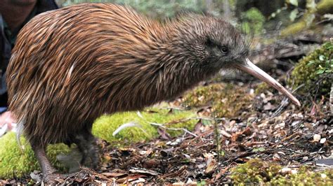 2 Kiwi Bird Species No Longer Listed As Endangered On New Zealands Red