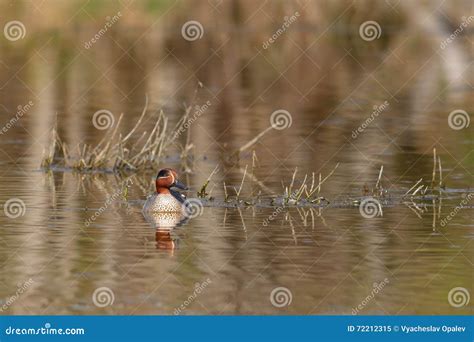 Beautiful Teal Duck Swimming On The Lake Stock Image Image Of Water