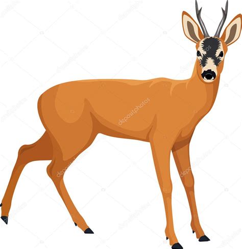 Vector Roe Deer Stock Vector Image By ©savejungle 129738254