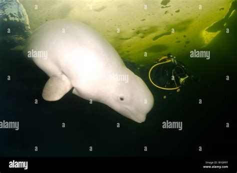 Scubadiver Swim With Beluga Under Ice White Whale Delphinapterus Leucas White Sea North