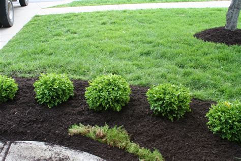 20 Cozy Green Shrubs For Landscaping Images Landscape Ideas