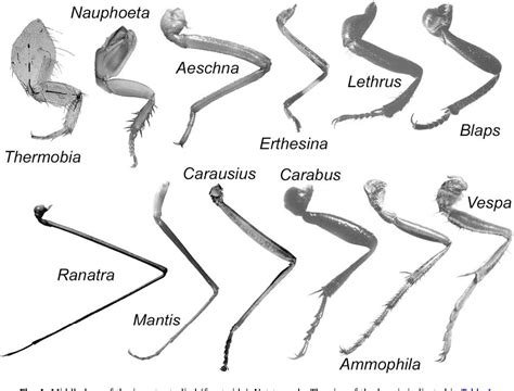 We hope that the following list of synonyms for the word centipede will help you to finish your crossword today. Figure 4 from Gimbals in the insect leg. | Semantic Scholar