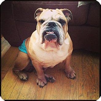 Call park ridge, il chiropractor dr. Park Ridge, IL - English Bulldog. Meet Fred *Adoption ...