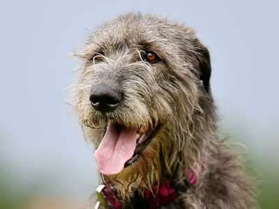 Dogs that are naturally gray can also show signs of aging, but you might have a more difficult time spotting these changes. Irish Wolfhound - Information, Characteristics, Facts, Names
