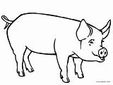 Coloring Pages Pig Pigs Printable Kids Cool2bkids sketch template