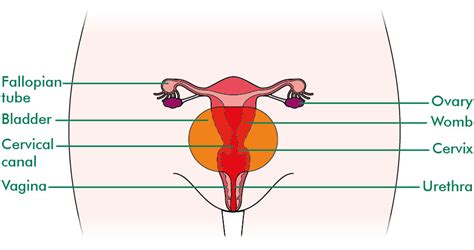 Procreation, through the female's reproductive system, is the most fascinating realm amidst the wonders of natural law. What is a hysterectomy? - Information and support ...