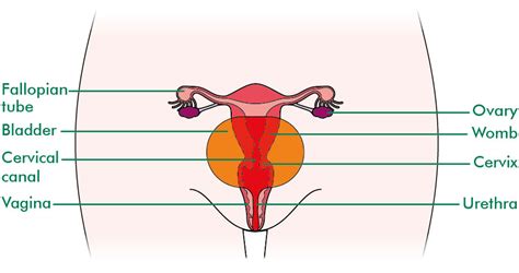 The external female reproductive parts, or genitals, have two basic functions: What is a hysterectomy? - Information and support ...