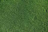 Pictures of How To Care Lawn Grass