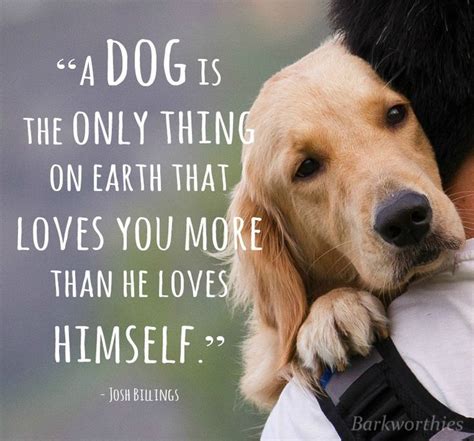 Unconditional Love Thats Whats So Beautiful About A Dog